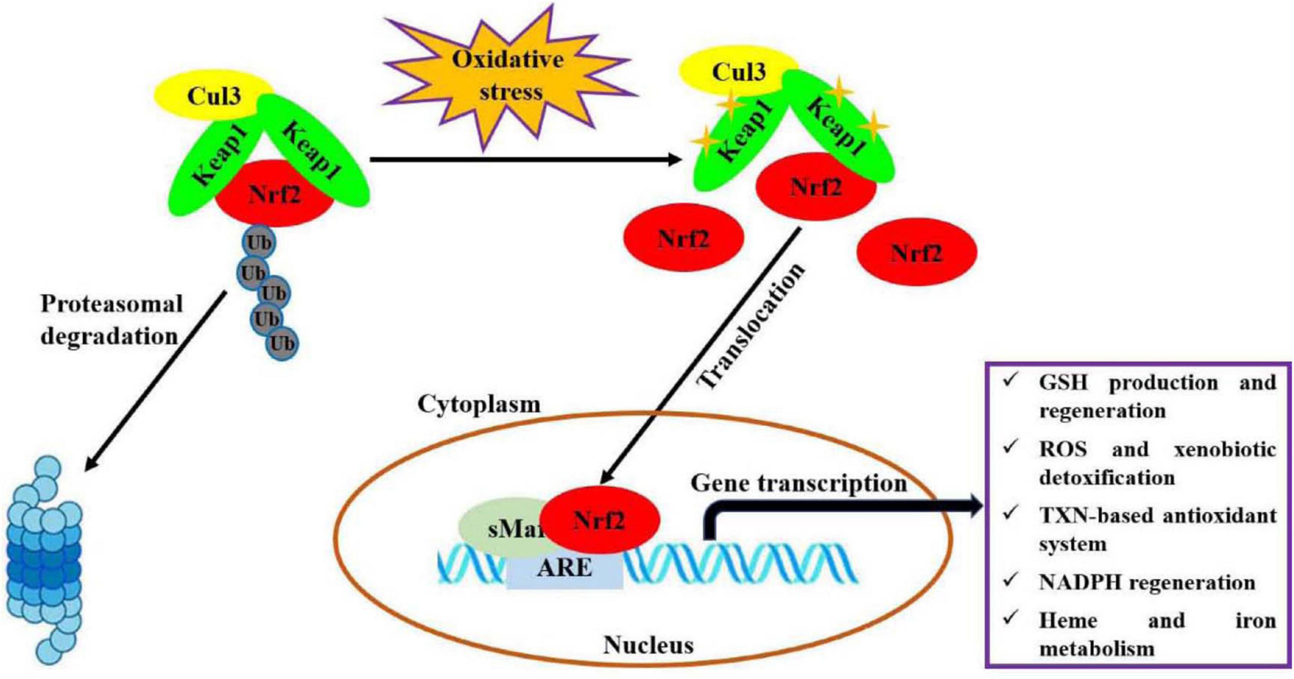 Advances in health-promoting effects of natural polysaccharides: Regulation on Nrf2 antioxidant pathway